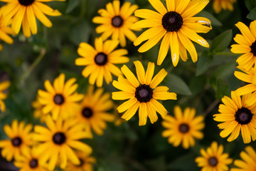 yellow summer flowers in a garden