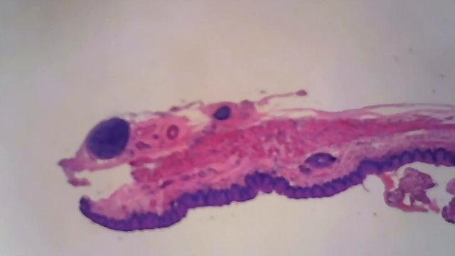 Microscope Human Stratified Squamous Epithelium 600x