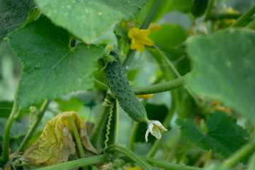 green cucumbers on a bush in a garden, harvesting summer season