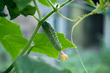 green cucumbers on a bush in a garden, harvesting summer season