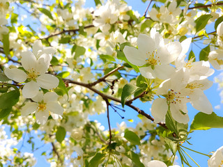 Abundant flowering apple tree in the spring garden. High quality photo