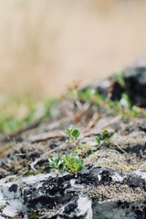 Small Green Sprout