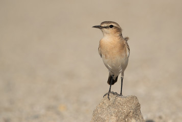 Fototapeta premium Isabelline Wheatear on a boulder, Bahrain