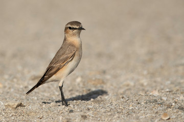 Isabelline Wheatear at Busaiteen coast, Bahrain