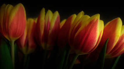 Yellow and red tulip flower on dark background