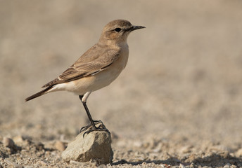 Isabelline Wheatear on a rock, Bahrain