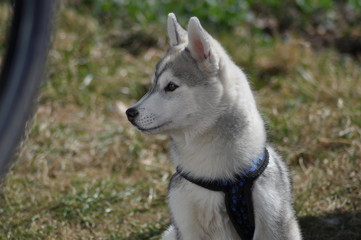 Junger Schlittenhund