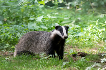 Close-up of a beautiful European Badger (Meles meles)  near its burrow in the forest, Germany, Europe. 
