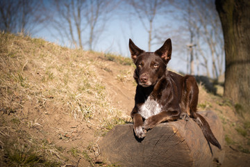 border collie is lying on bench. It is autumn atmosphere and she is so fluffy.
