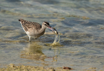 Whimbrel catching a crab