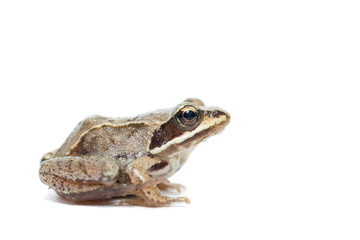 toad on a white background