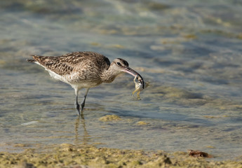 Whimbrel with a crab catch