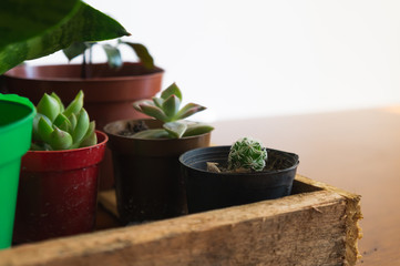 Two succulents and one little cactus in a wooden box.