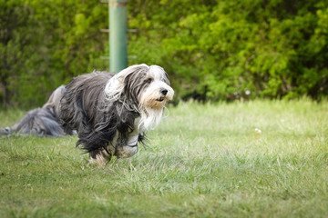 Bearded collie is running in dandelions. He is so patient dog.