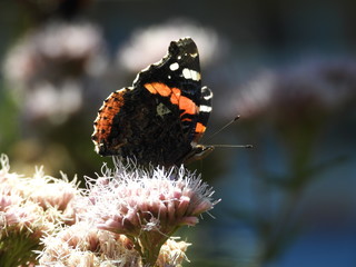 papillon Vulcain