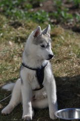 Junger Schlittenhund 2