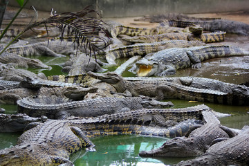 many crocodiles lie alternately in the water. Natural background