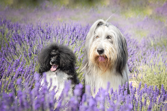 Bearded collie and poodle are sitting in levander.  They are so fluffy