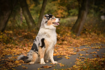 Obraz na płótnie Canvas Australian shepherd is sitting on the way in nature. She is after running so she is so happy