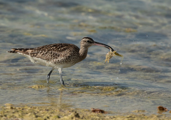 Whimbrel holiding a crab