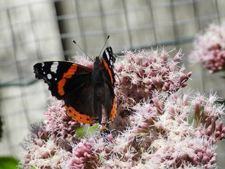 papillon Vulcain