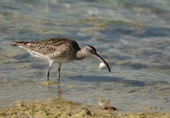Whimbrel eating a crab caught at Busaiteen coast, Bahrain