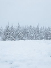 Obraz premium Snowy Winterscape