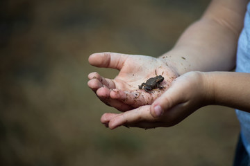 Closeup of little frog in hands of kid in outdoor