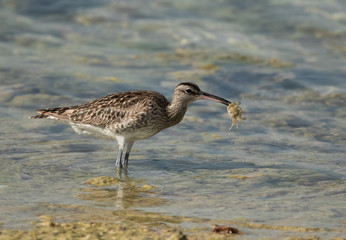 Whimbrel with a catch, Bahrain