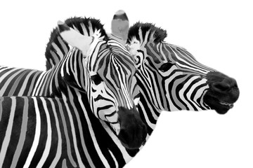 Fototapeta na wymiar Two zebra, cuddling on a Isolated on white background.