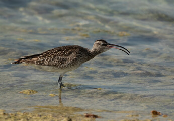 Whimbrel swallowing a crab