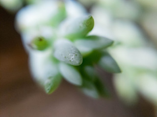 planata pequeña verde