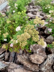 Flowers in the flowerbed