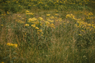 A close up of a flower field