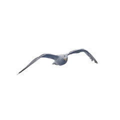 Sea gull flies in the sky. Isolated image on a white background.