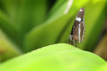 A white-black butterfly sits on a green leaf with its wings folded. Closeup