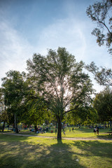 &aacute;rbol en el parque