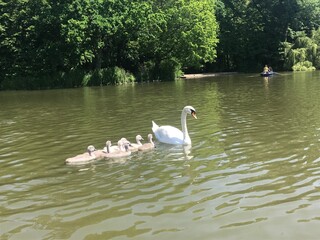 Mother swan with her babies