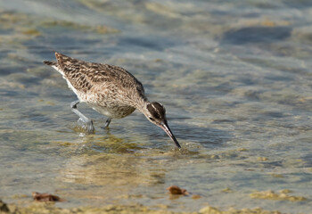 Whimbrel picking up crab from the water