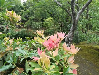 Vegetación Japonesa en pleno bosque