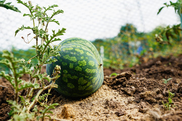 ripe watermelon in the garden