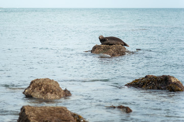 Fototapeta premium Seal -2 