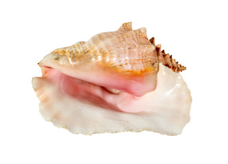 Sea shell isolated on a white background. Beautiful seashell - 371057438