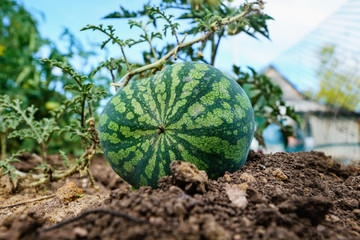 ripe watermelon in the garden
