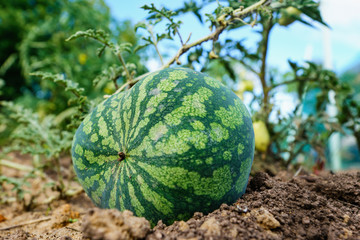 ripe watermelon in the garden