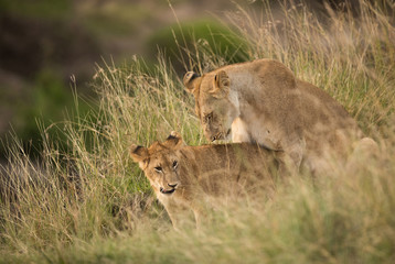 Naklejka na ściany i meble Lioness close to her cub at Masai Mara, Kenya
