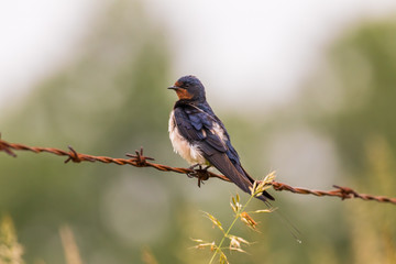 Fototapeta premium Jaskółka dymówka Hirundo rustica siedzi spokojnie na drucie kolczastym