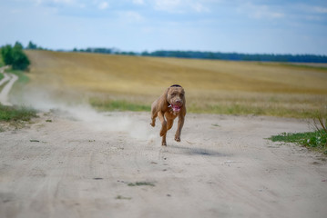 Pit Bull Terrier quickly runs along the dusty road.