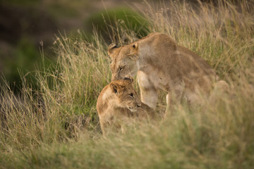 Lioness with her cub., Masai Mara