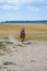 Pit Bull Terrier quickly runs along the dusty road.